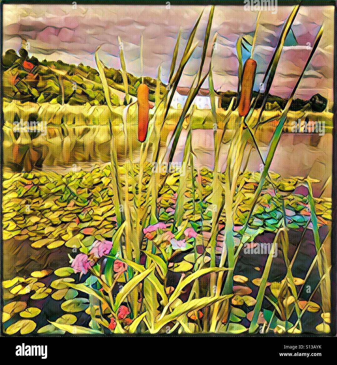 Cattails by a lily pad filled pond.  A white barn is in the distance.  A painterly app has been used. - Smartphone Captured Stock Image