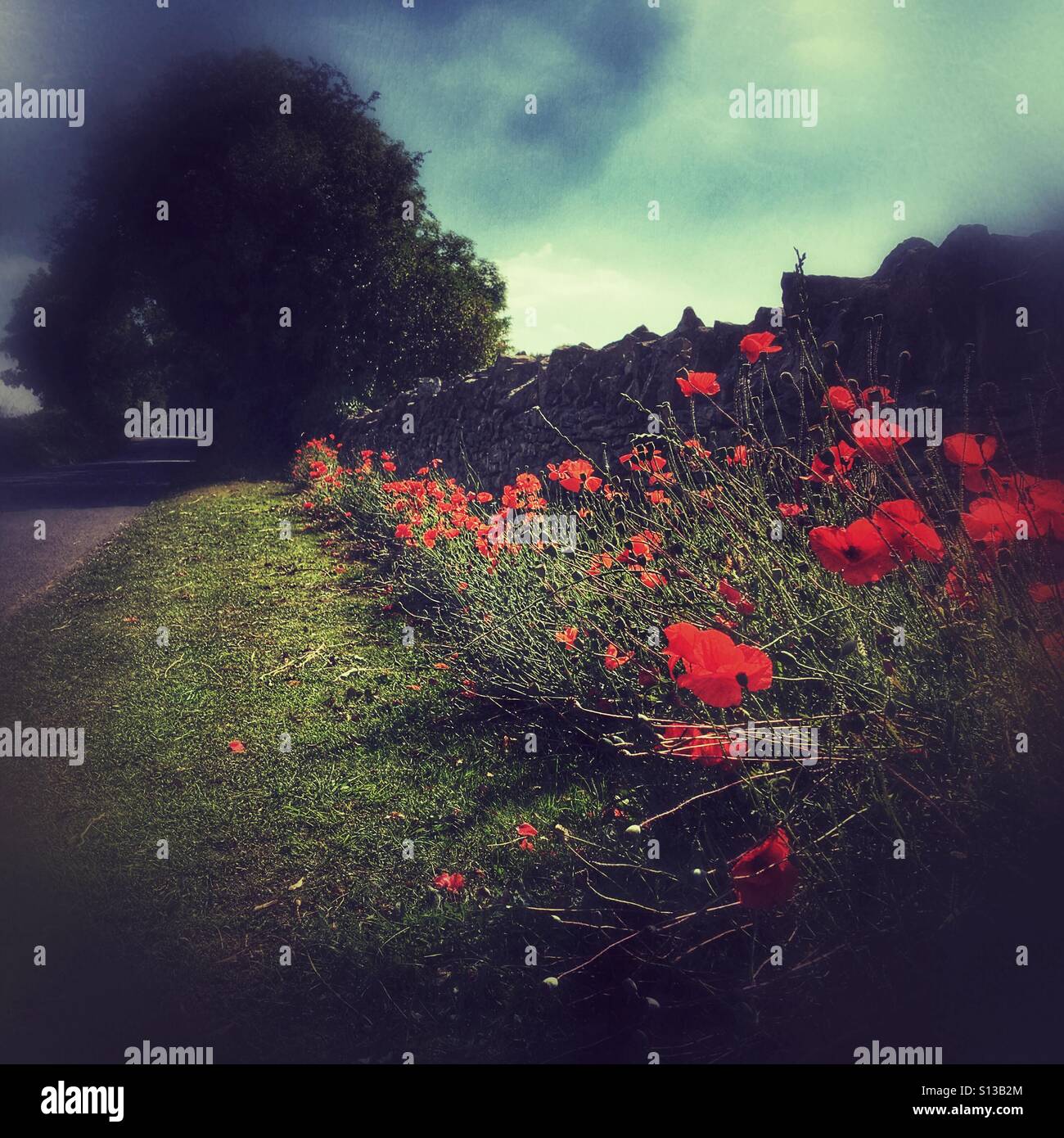 Stylised image of red poppies along a rural path and stone wall on the North Cotswold Escarpment, photographed with a soft atmospheric look. - Smartphone Captured Stock Image