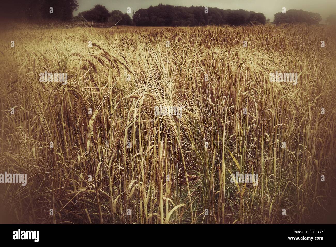 Golden wheat field in the English countryside with tall ripening grain under summer light, photographed with a stylized, atmospheric look - Smartphone Captured Stock Image
