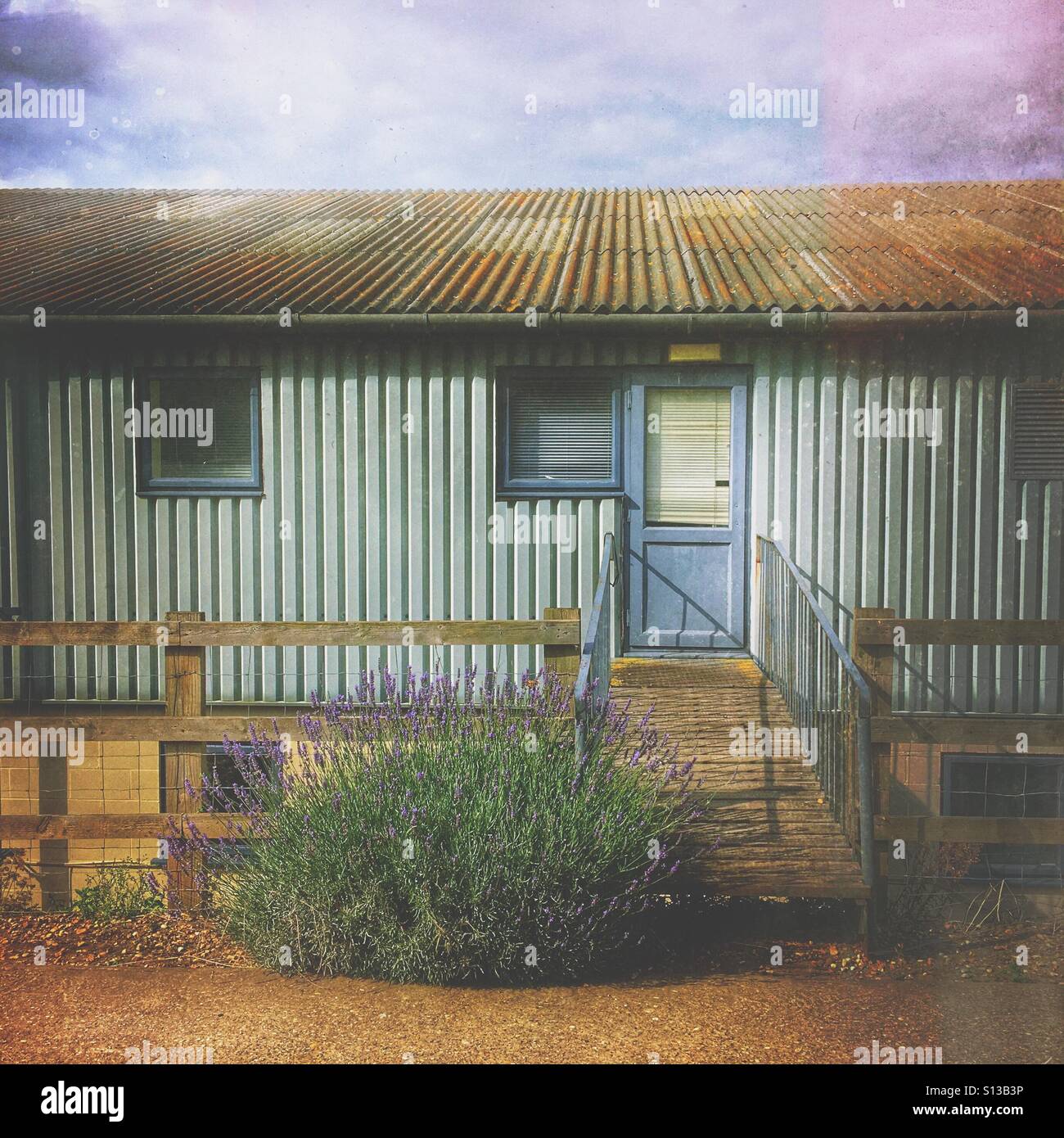 Rural outbuilding with corrugated roof and wooden cladding, surrounded by lavender, in the Norfolk countryside, near Hunstanton, England. - Smartphone Captured Stock Image