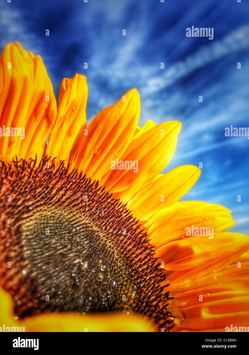 Detail of sunflower head against blue sky with wispy clouds - Smartphone Captured Stock Image