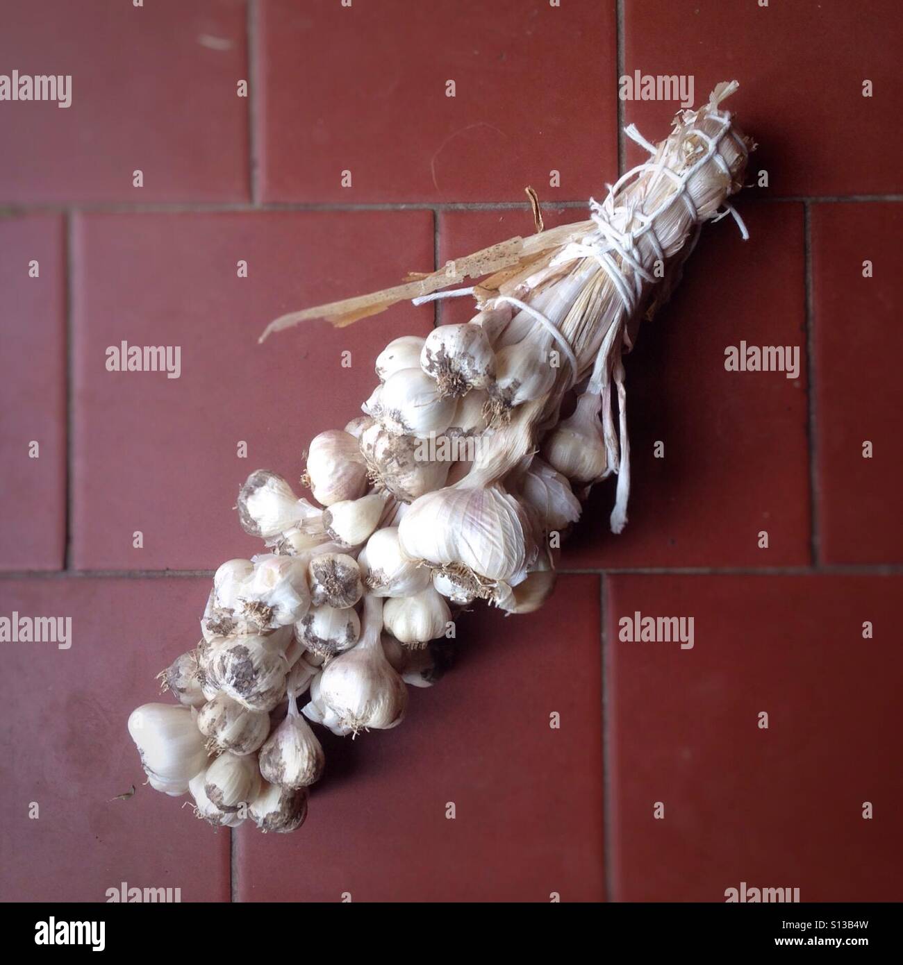 Bouquet of home grown garlic - Smartphone Captured Stock Image