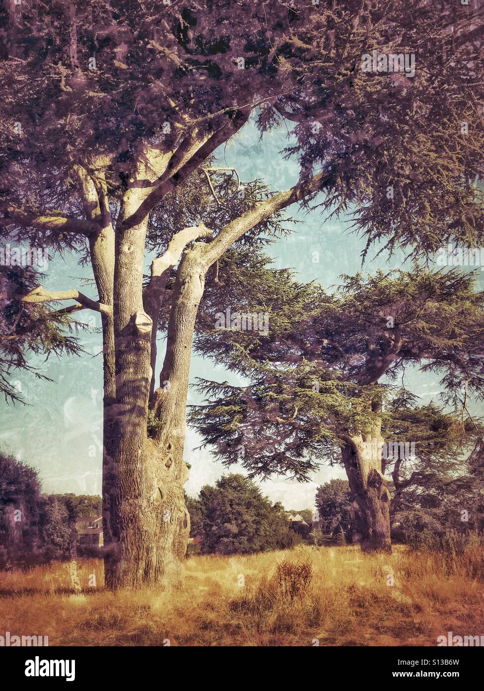 Large trees in an area of woodland in England, grunge filter with muted tones - Smartphone Captured Stock Image