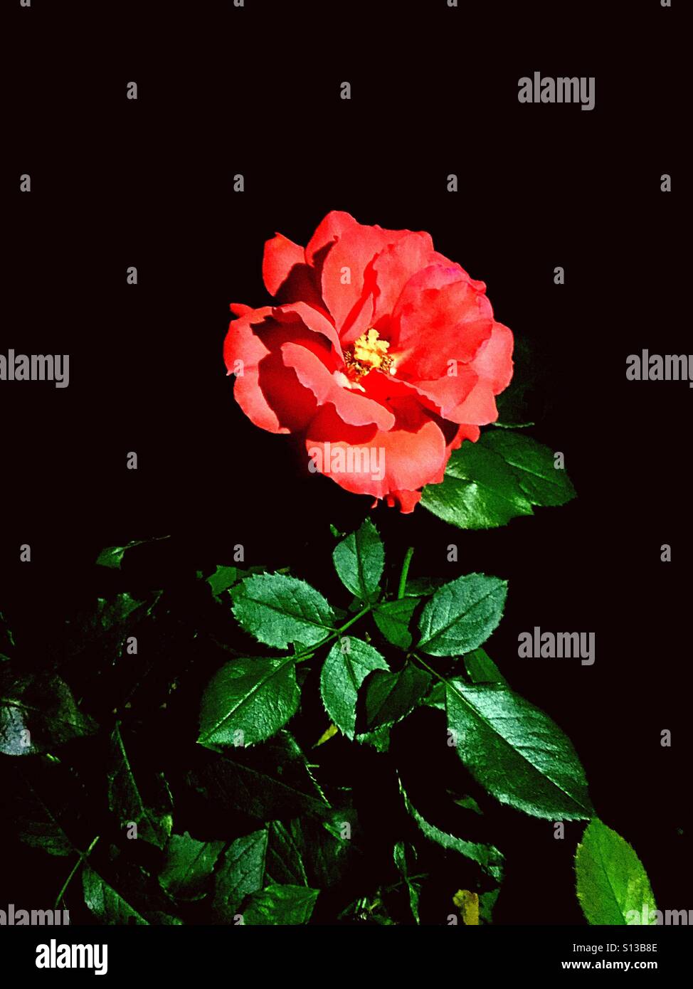 Midnight rose flower hires stock photography and images Alamy