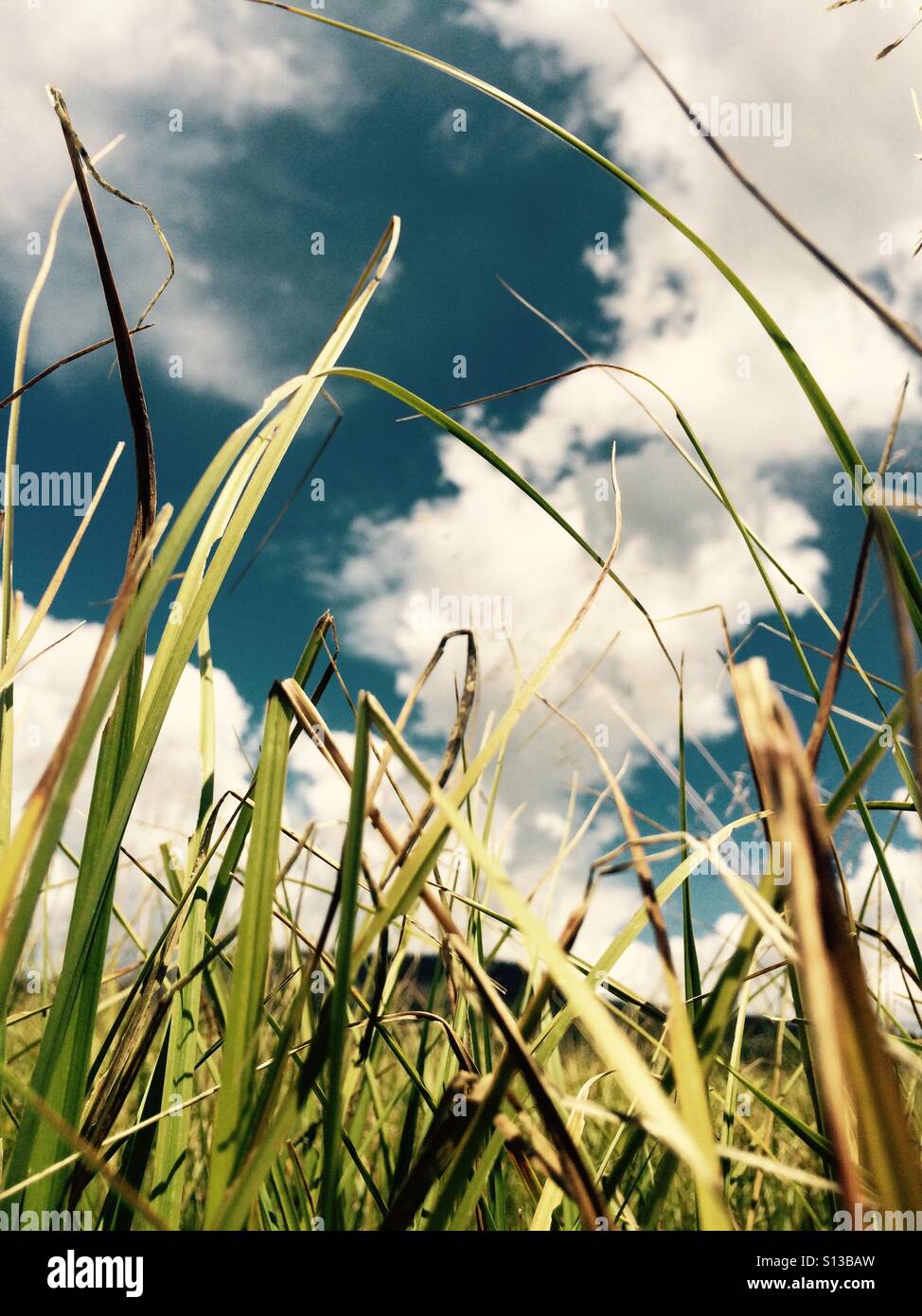 Wild grasses stand in the evening sun before building clouds. Stock Photo