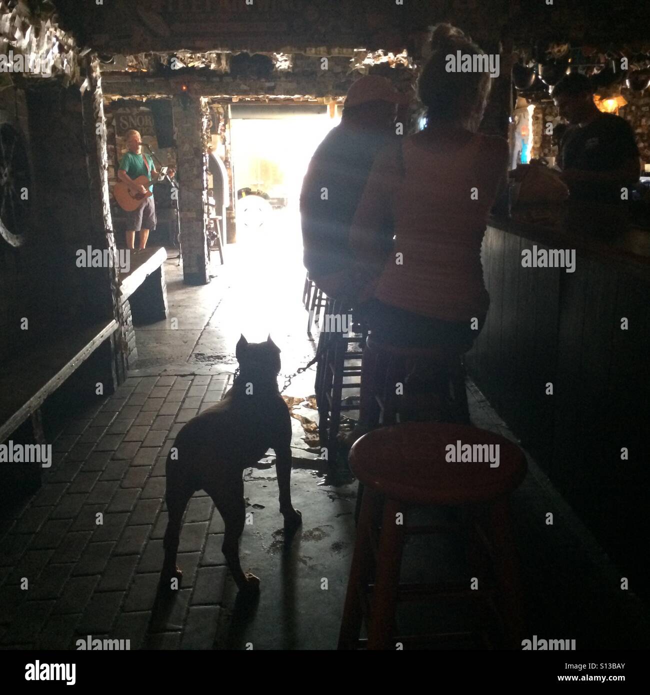 Pit bull stands within light eye sting into a bar. Stock Photo