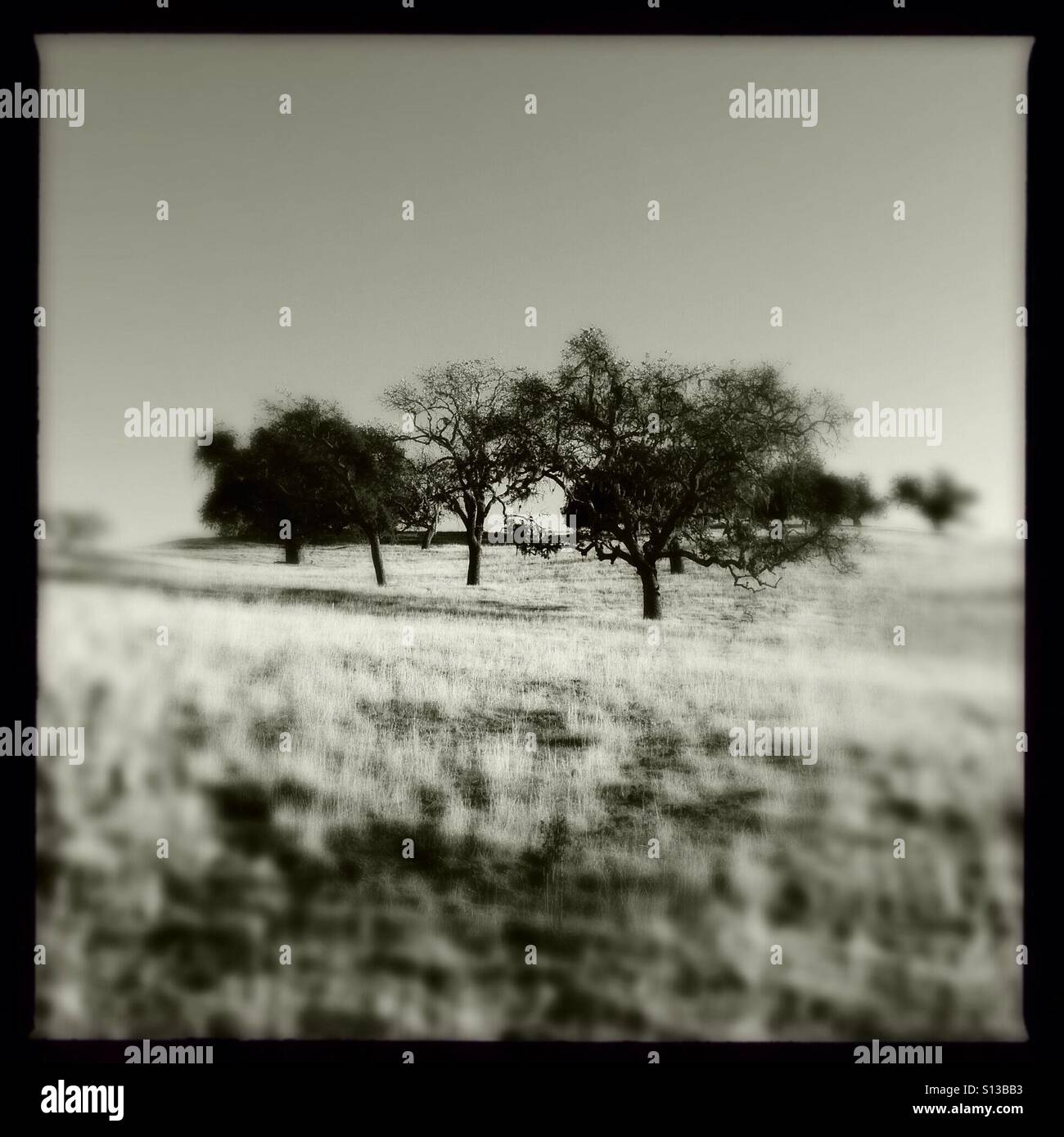 White oak trees hi-res stock photography and images - Alamy