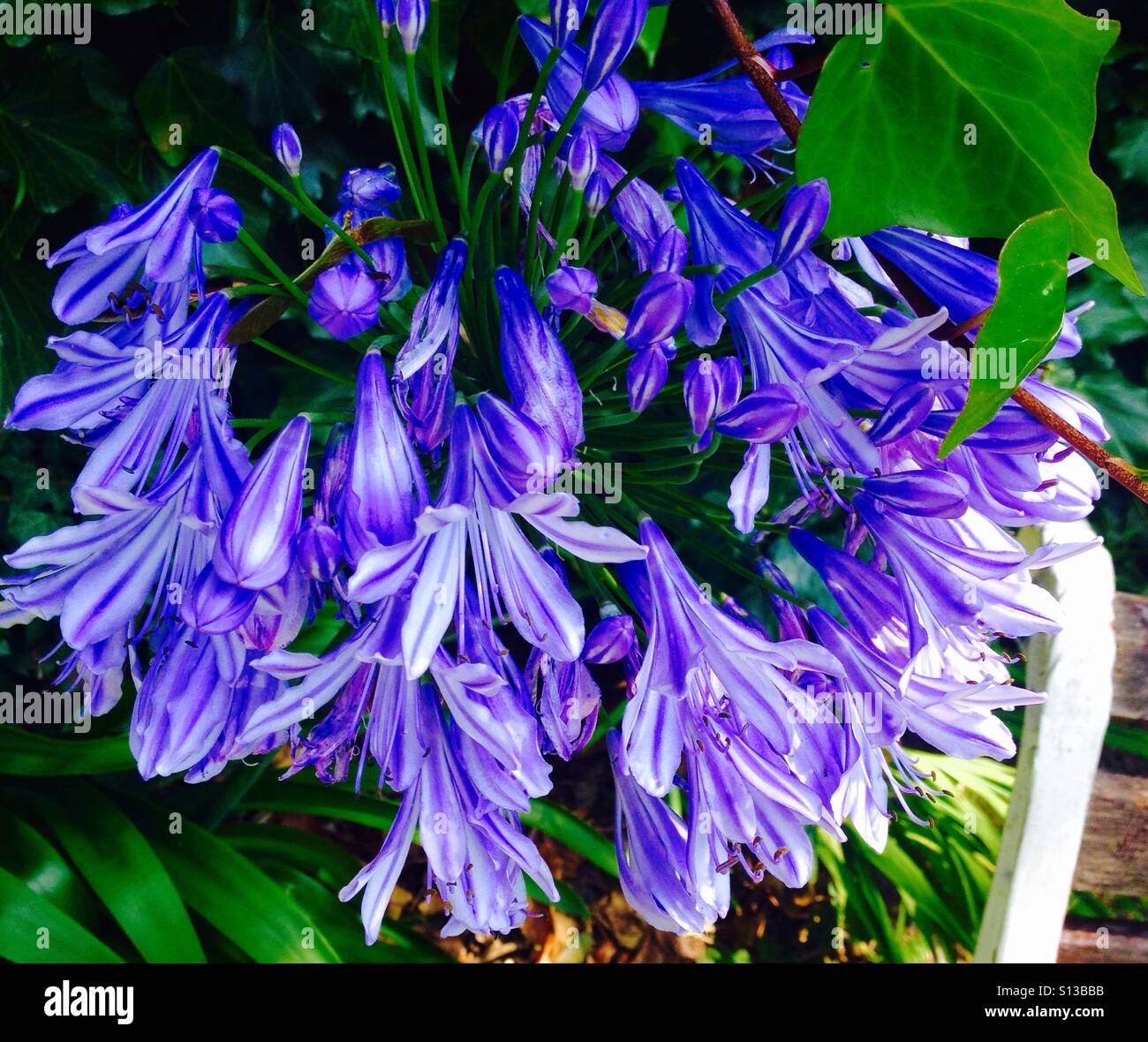 spiralclover purple lily-