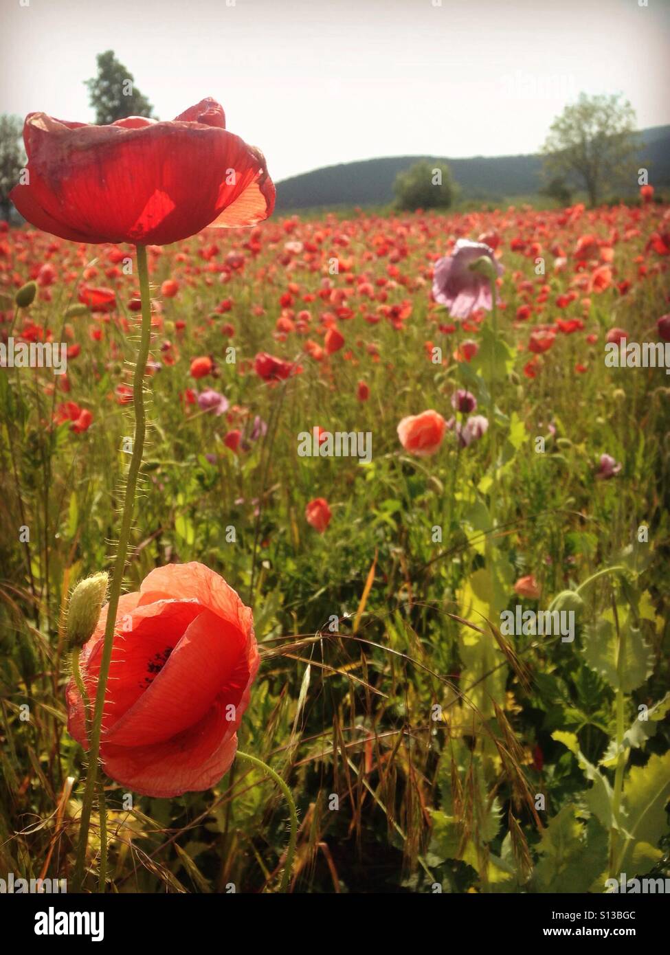 poppy field Stock Photo
