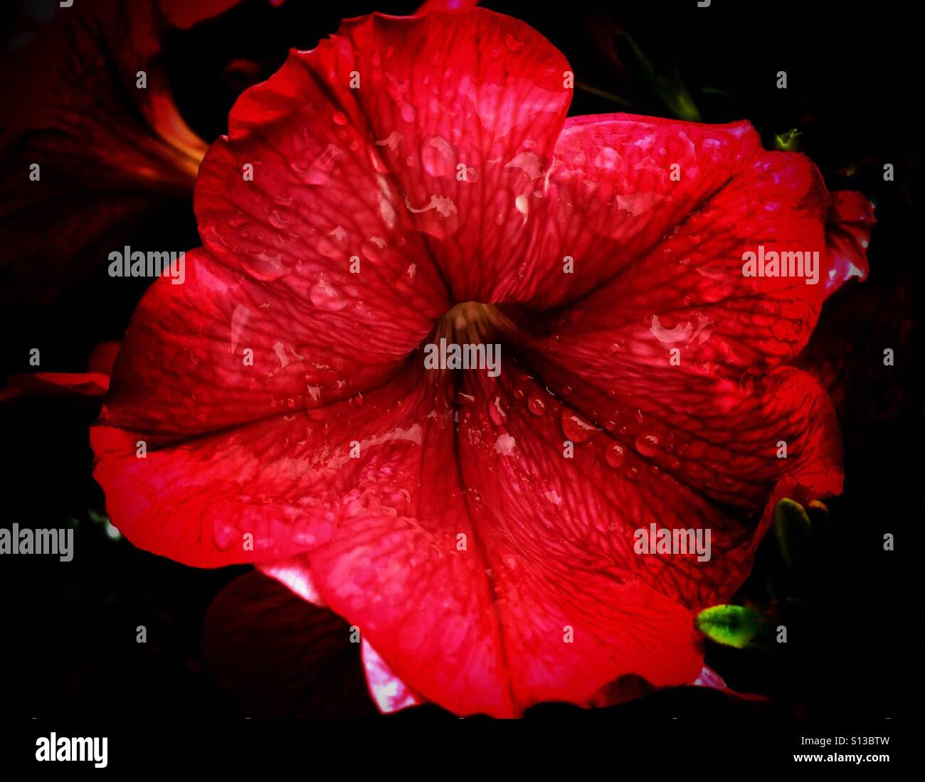 Rainy day in the petunia patch - Smartphone Captured Stock Image