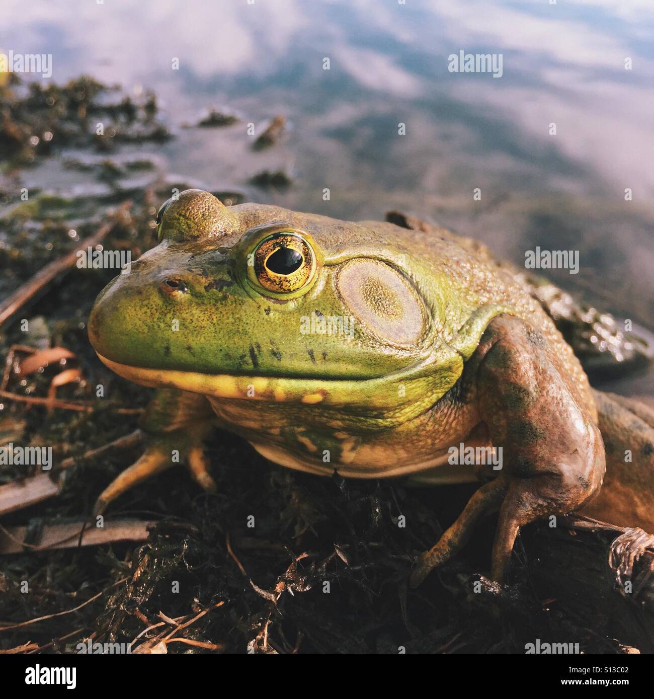 Big Frog Stock Photo