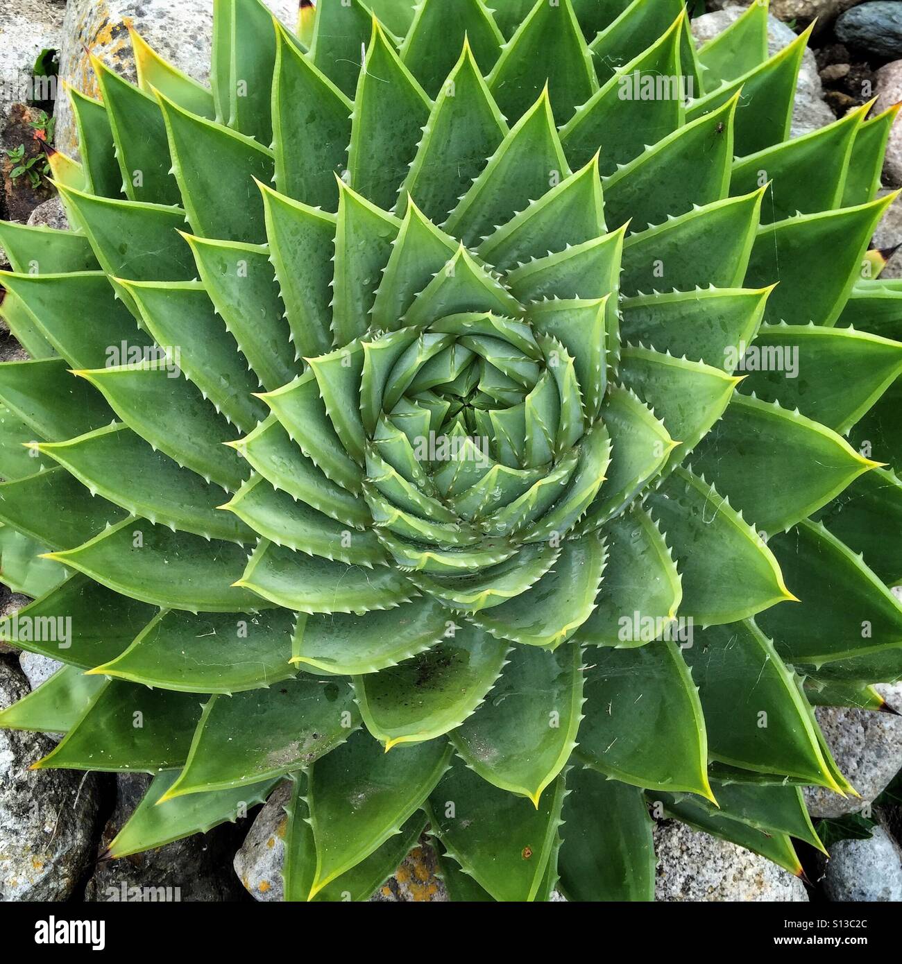 Spiral plant hi-res stock photography and images - Alamy