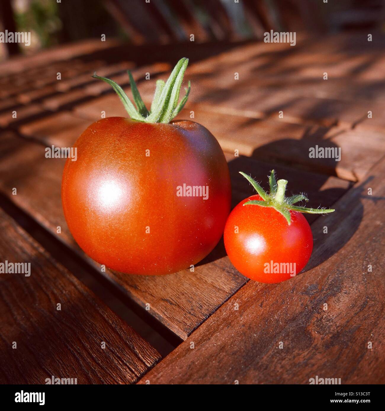 Large and little, first home grown tomatoes this year Stock Photo