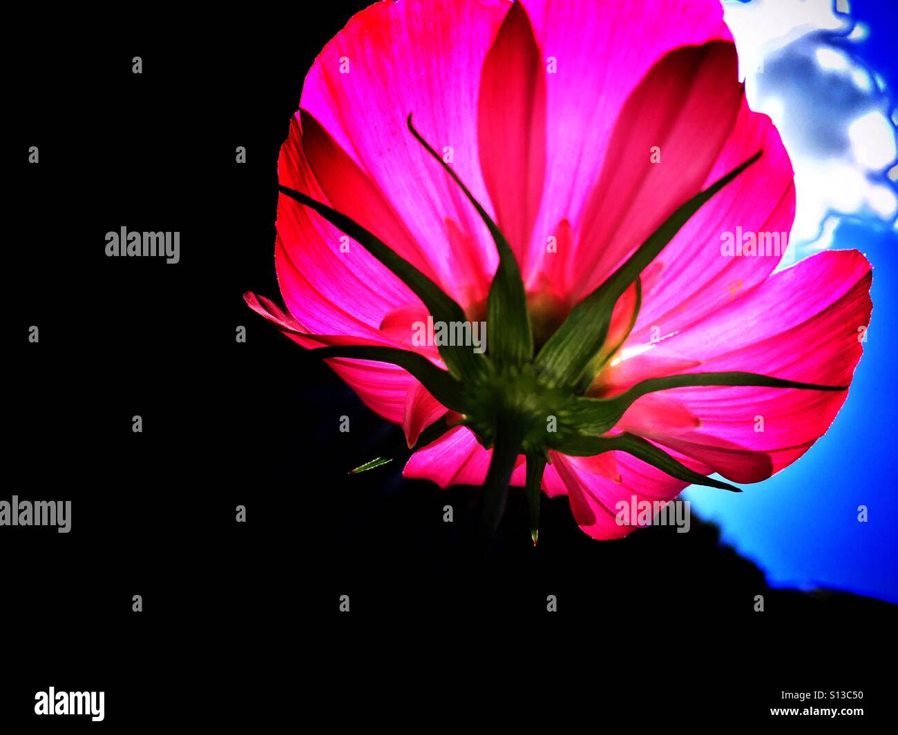 Flower facing the sun Stock Photo Alamy