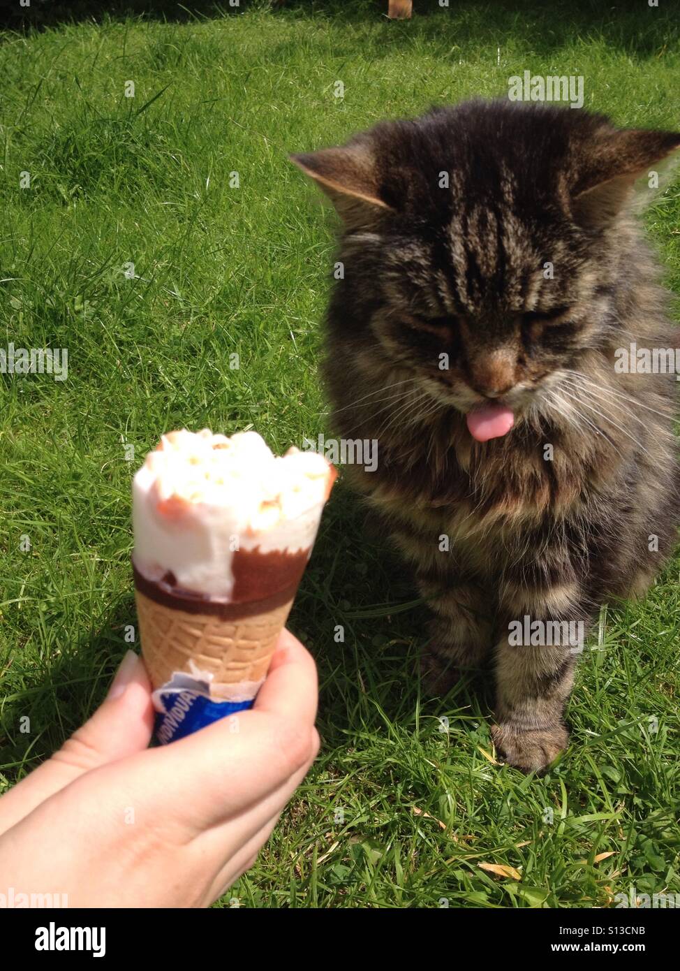 Cat wanting ice cream - Smartphone Captured Stock Image