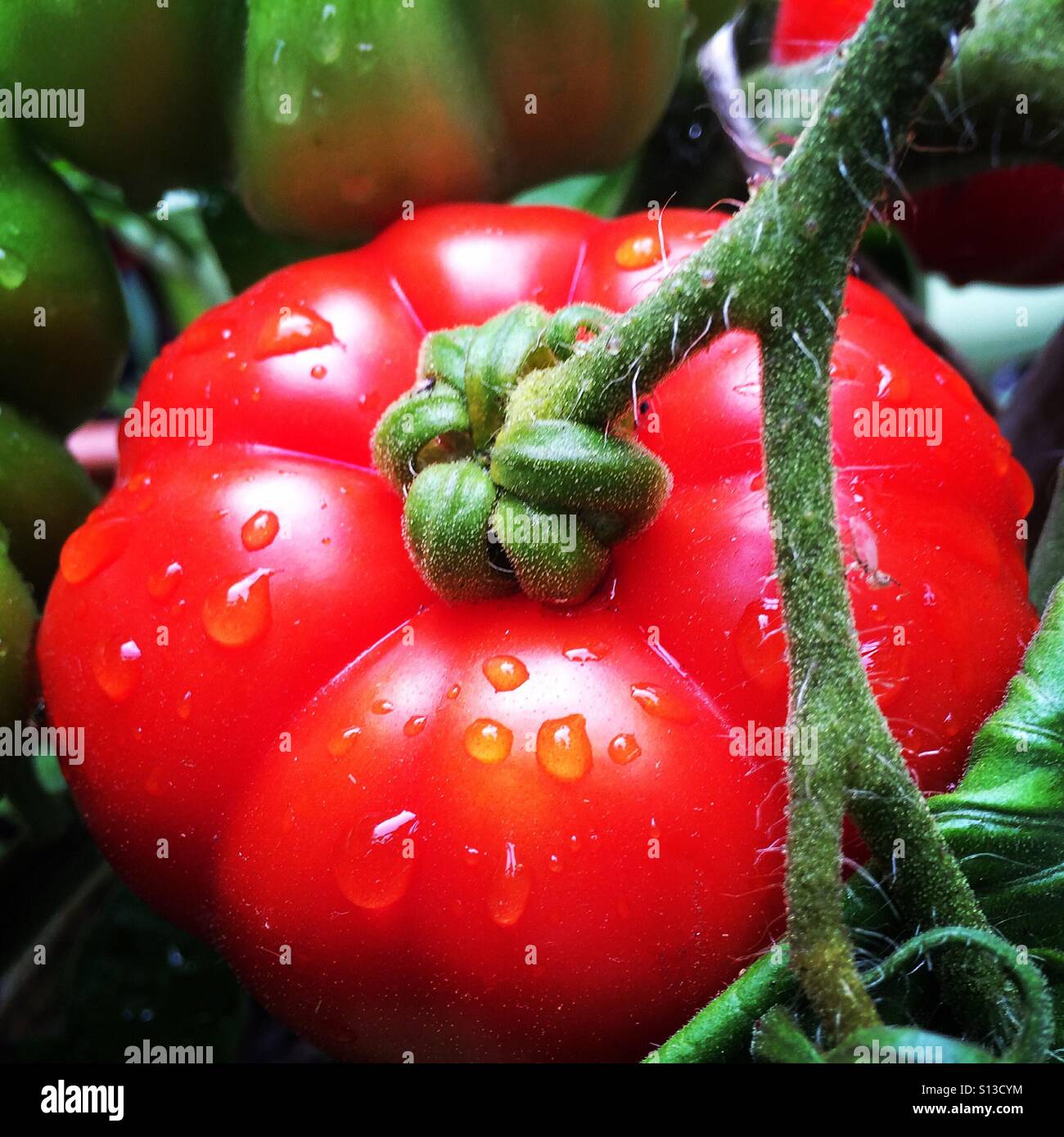 Home grown tomato Stock Photo