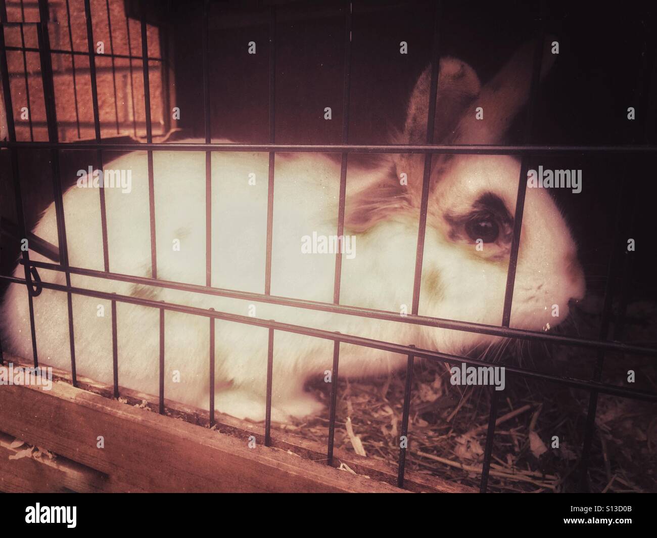 Rabbit in a hutch. - Smartphone Captured Stock Image