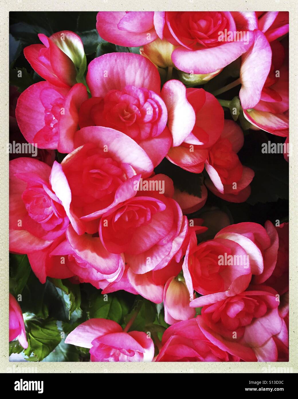 Beautiful Pink Begonia Flowers Stock Photo - Alamy