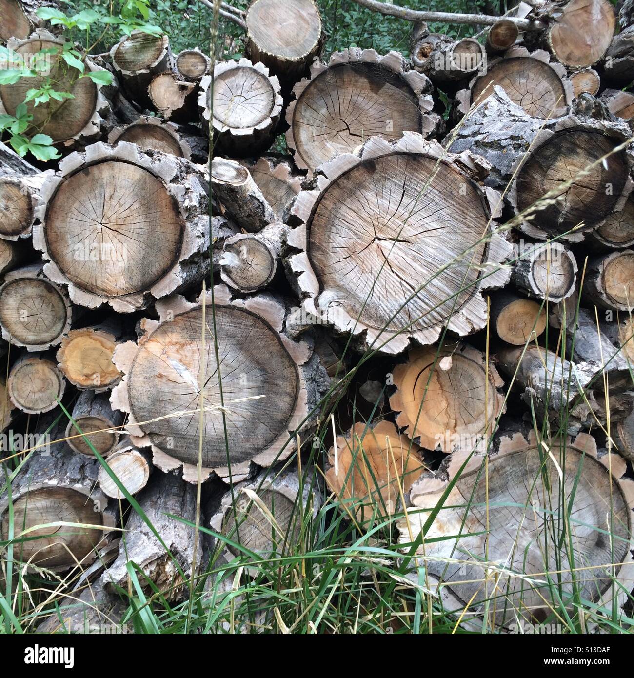 Cross section of a wood pile. Stock Photo