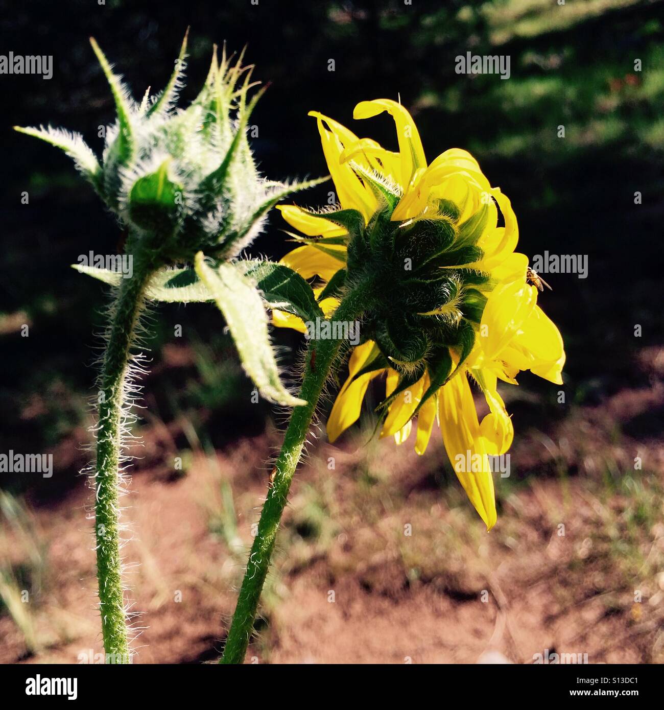 Two Black-eyed Susans stand in the morning light. Stock Photo