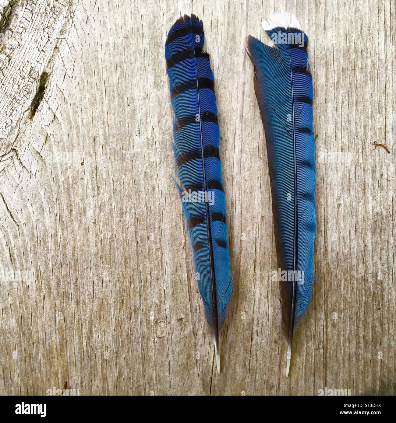Two Blue Jay Feathers Stock Photo Alamy