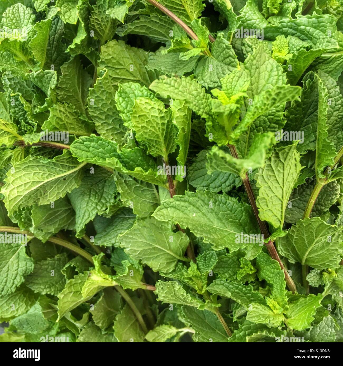 Fresh mint leaves - Smartphone Captured Stock Image