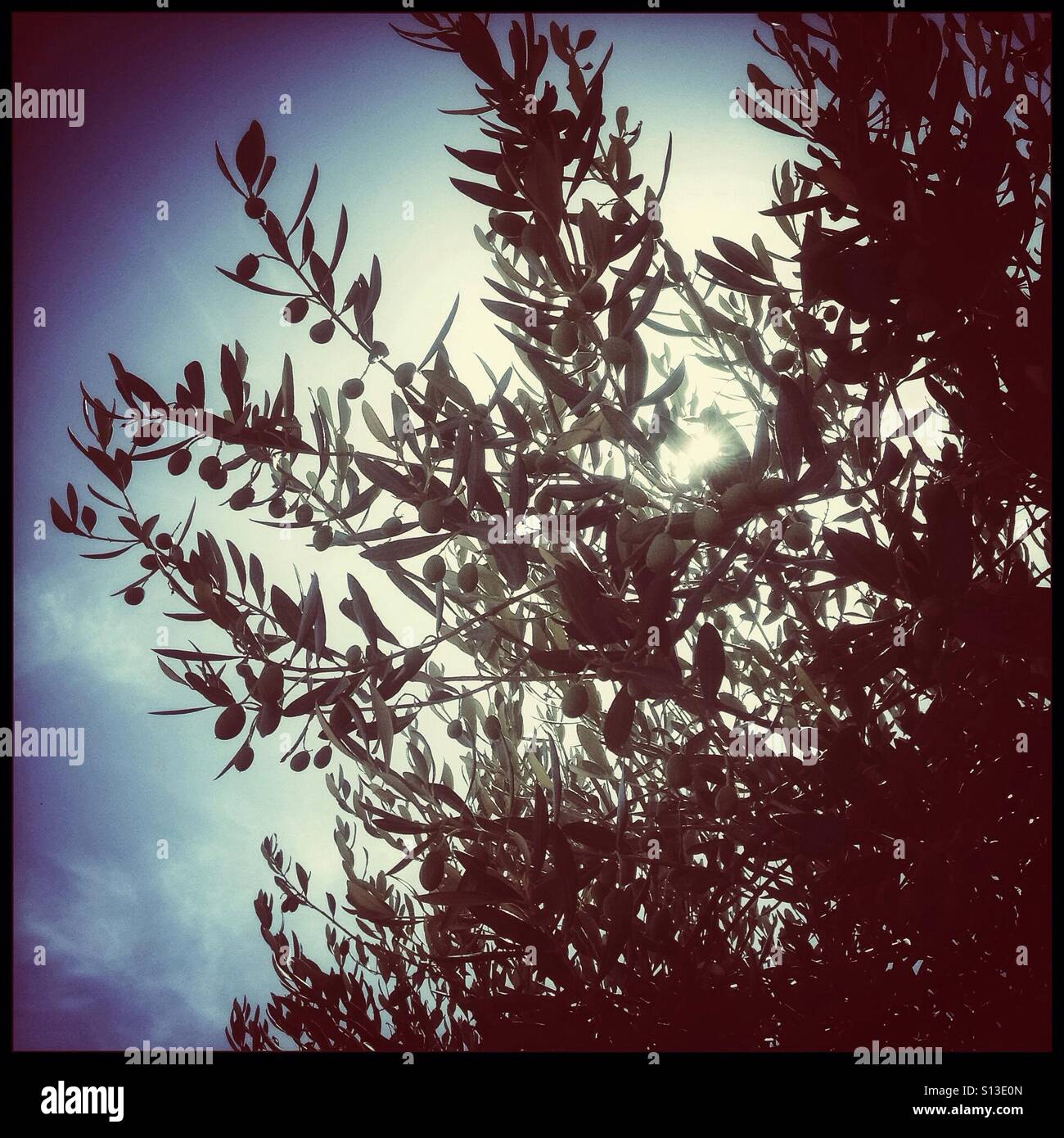 Farga olives on a tree, Catalonia, Spain. - Smartphone Captured Stock Image