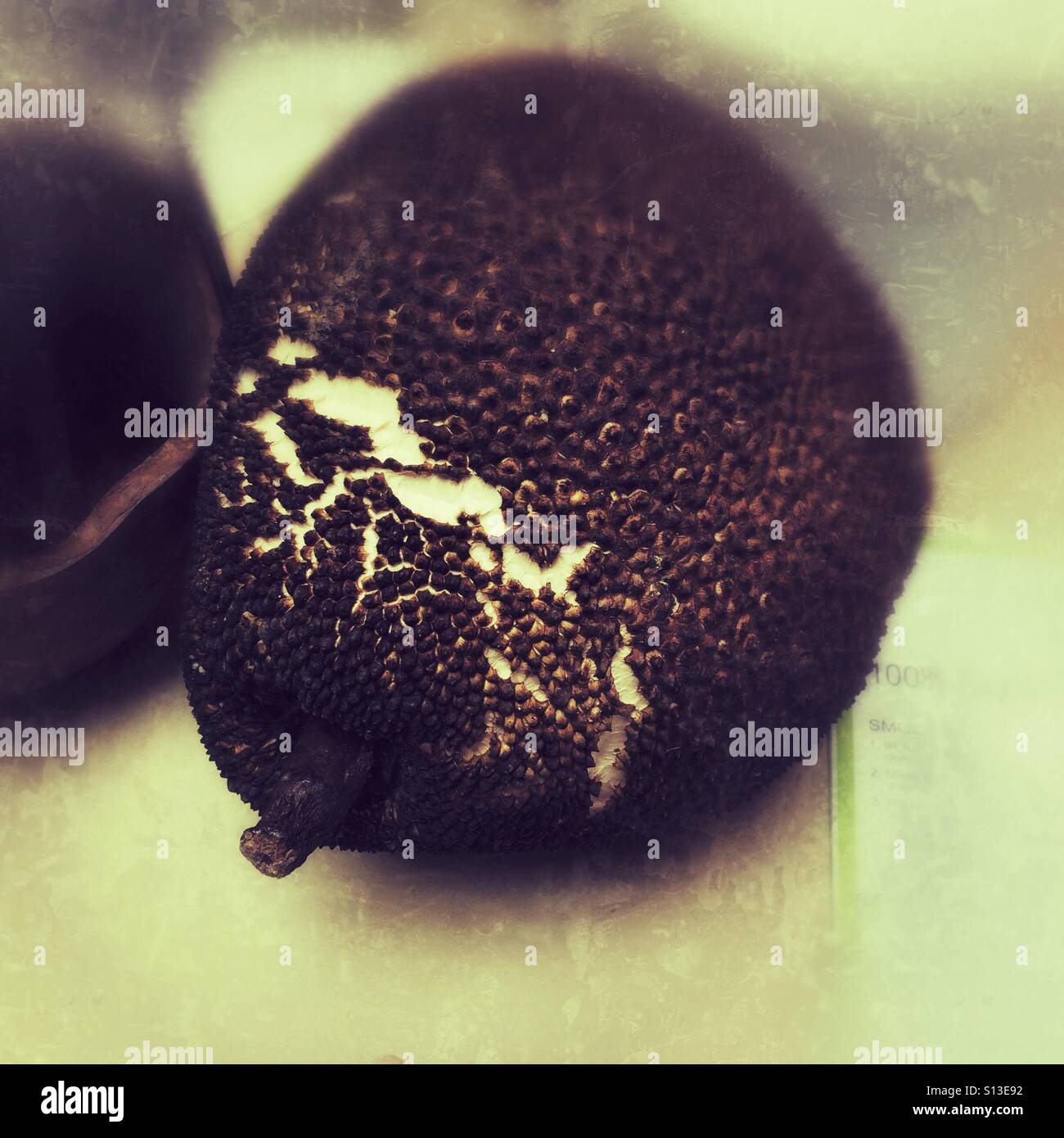 Large jack fruit or Jackfruit - Smartphone Captured Stock Image