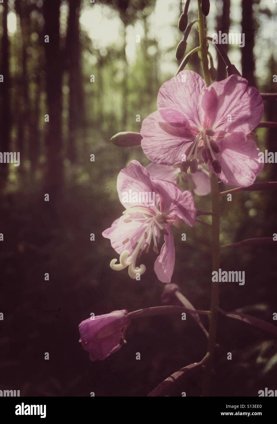 Canada common hires stock photography and images Alamy