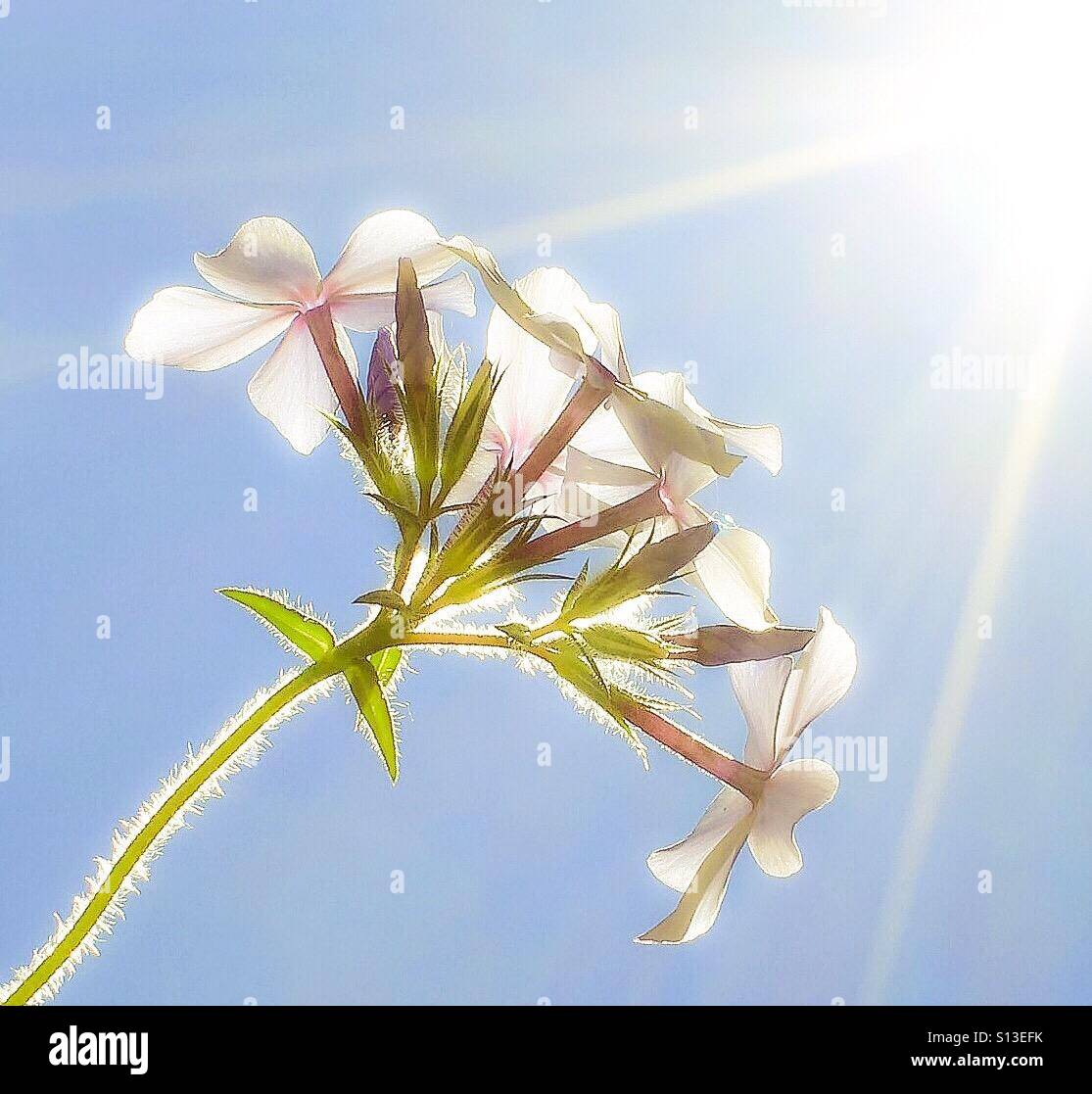 Sun kissed flower Stock Photo Alamy