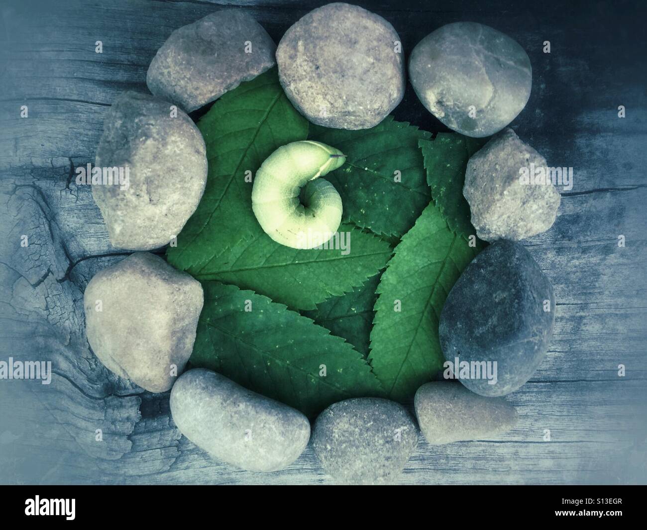 A caterpillar lies curled on leaves in a ring of rocks. - Smartphone Captured Stock Image