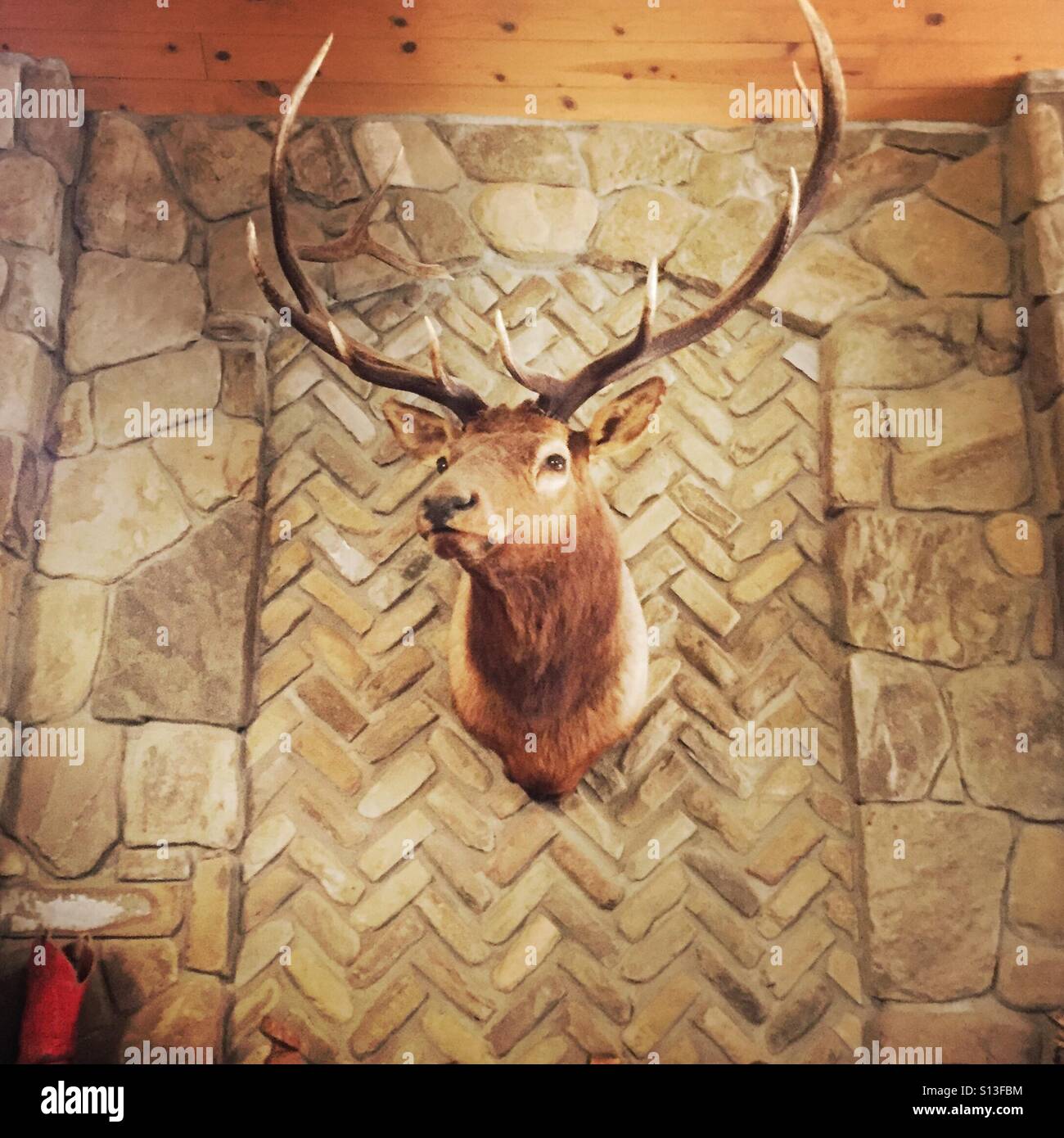 Deer head on a wall. - Smartphone Captured Stock Image