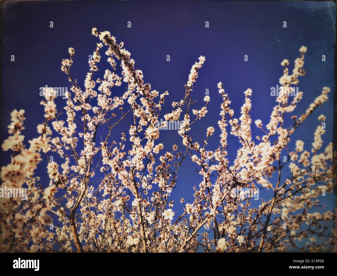 Spring blossoms - Smartphone Captured Stock Image
