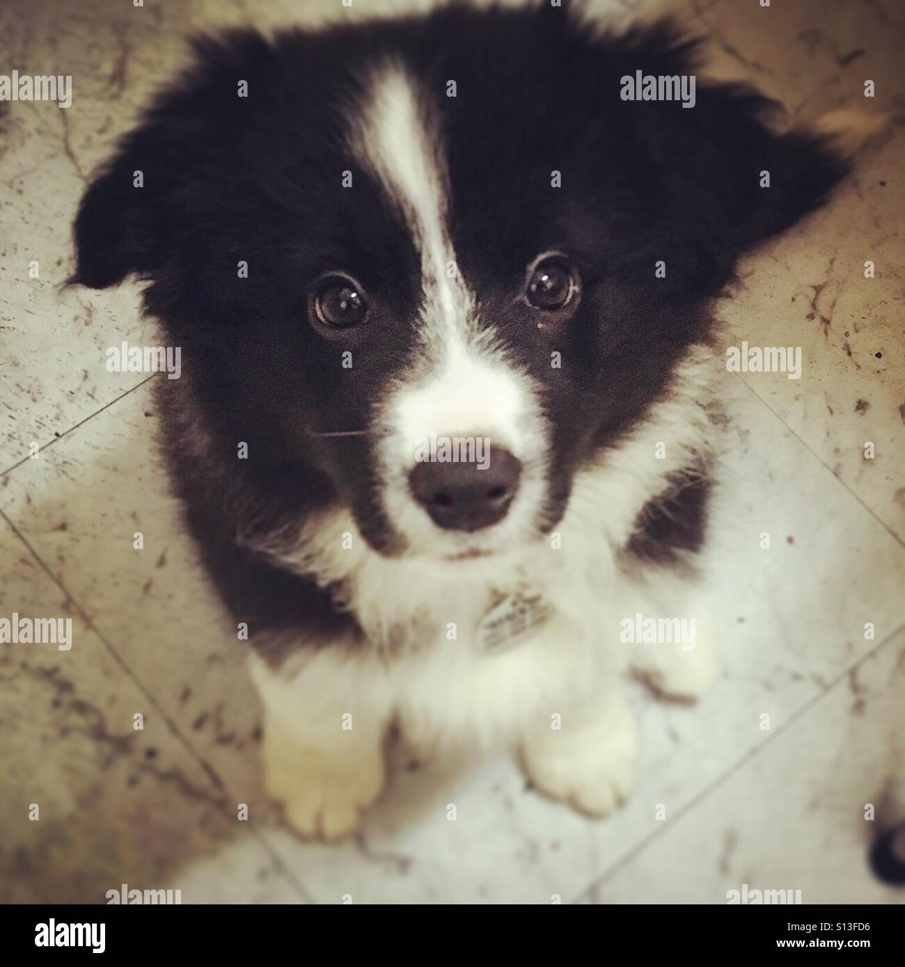Border Collie puppy dog - Smartphone Captured Stock Image
