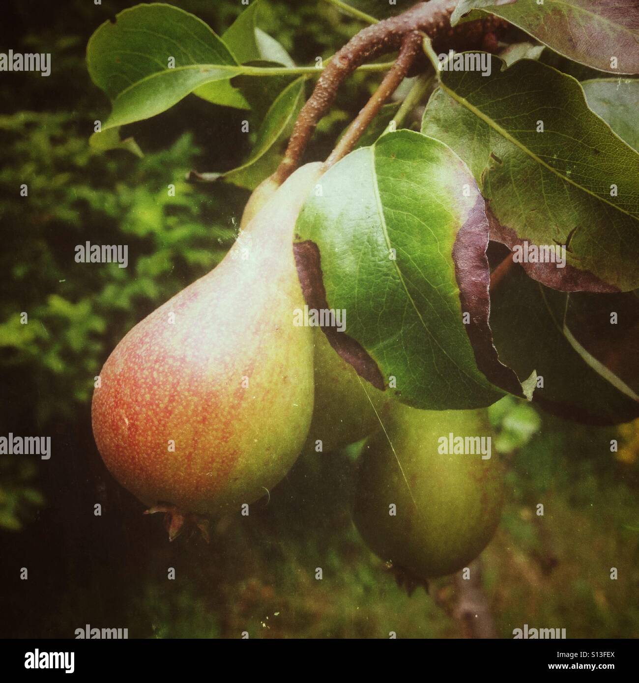 Pear Shaped Fruit Stock Photos & Pear Shaped Fruit Stock Images Alamy