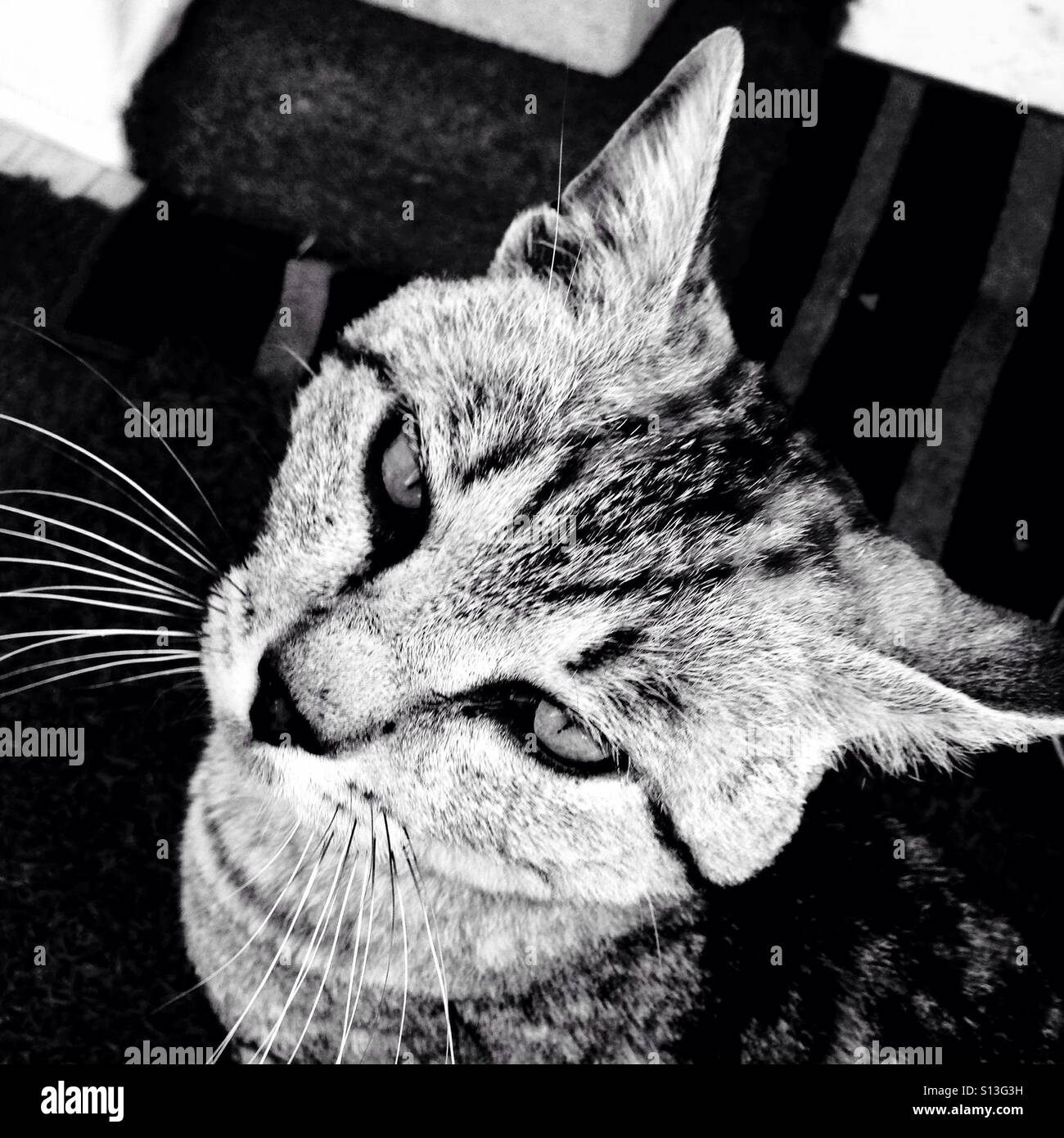 Cat mask portrait hi-res stock photography and images - Alamy