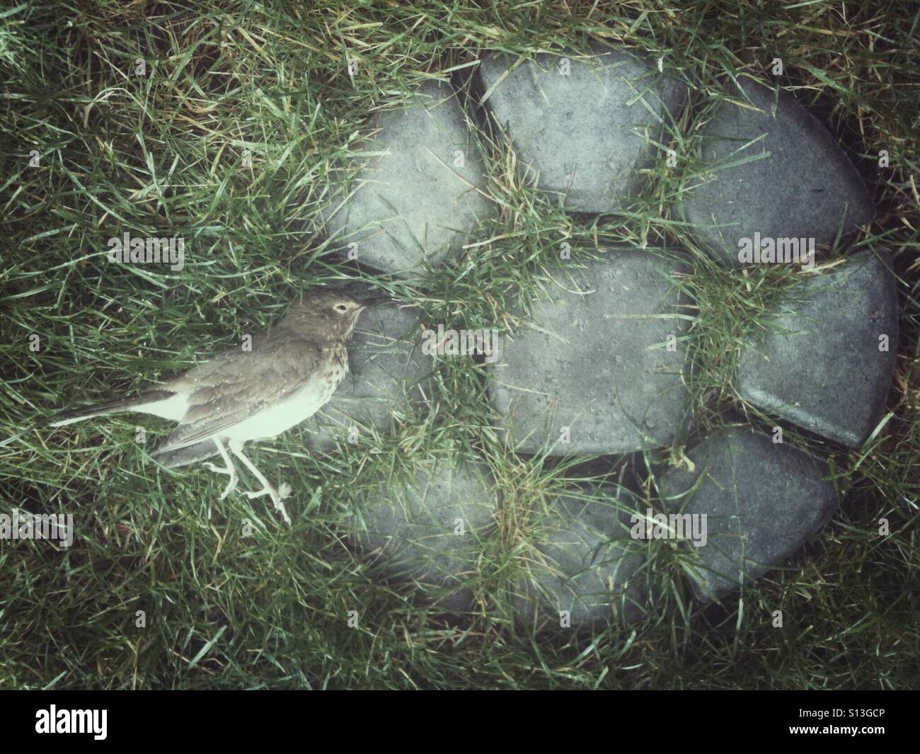 A dead bird lies in the grass near stepping stones. - Smartphone Captured Stock Image