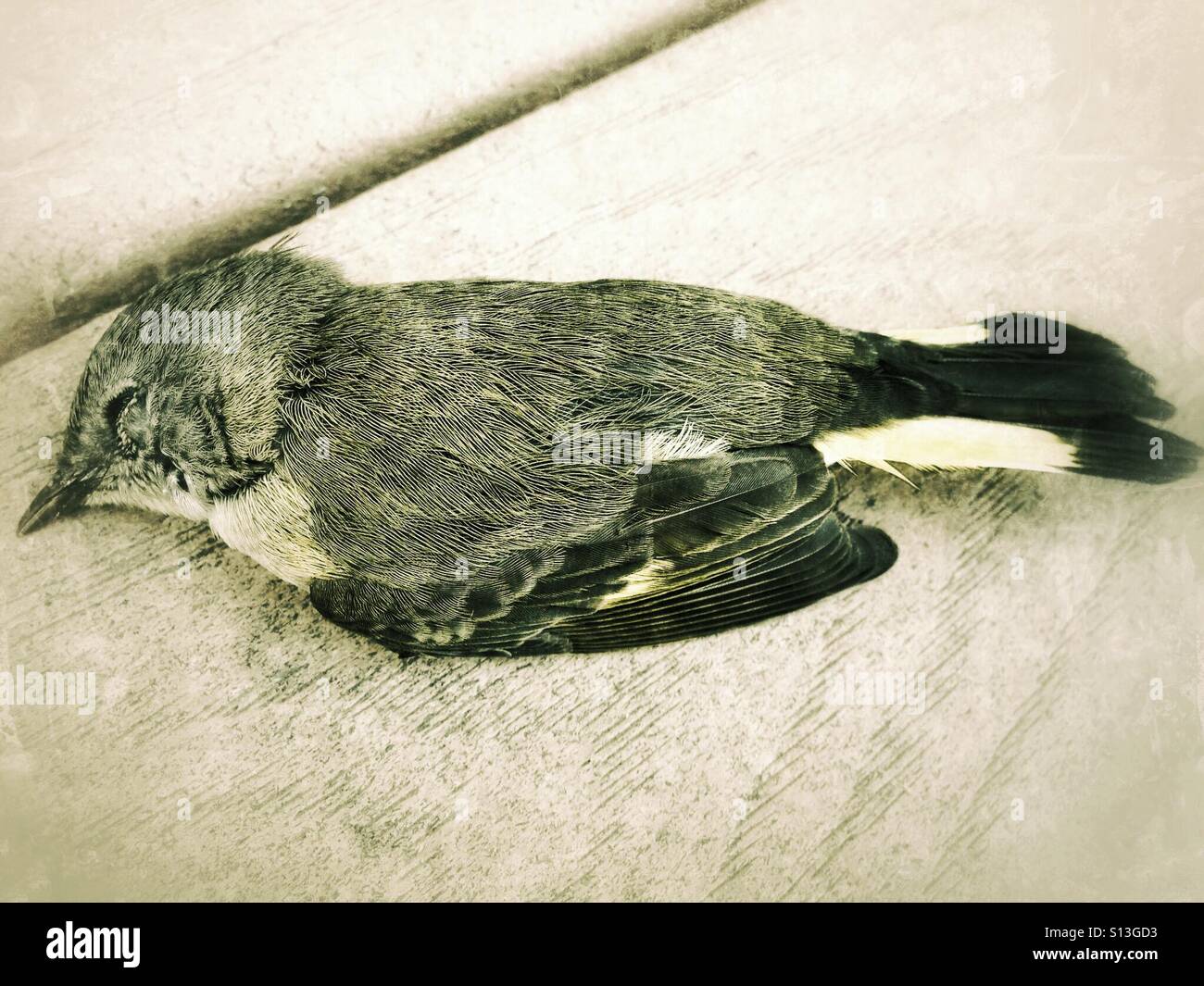 A songbird lies dead on a suburban deck. - Smartphone Captured Stock Image