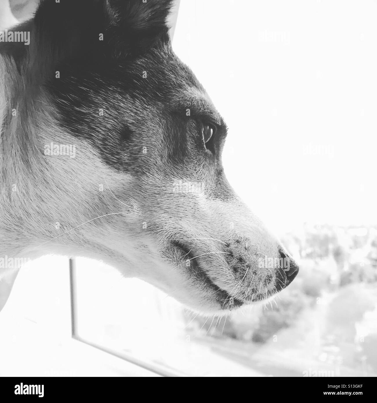Dog portrait in black and white Stock Photo - Alamy