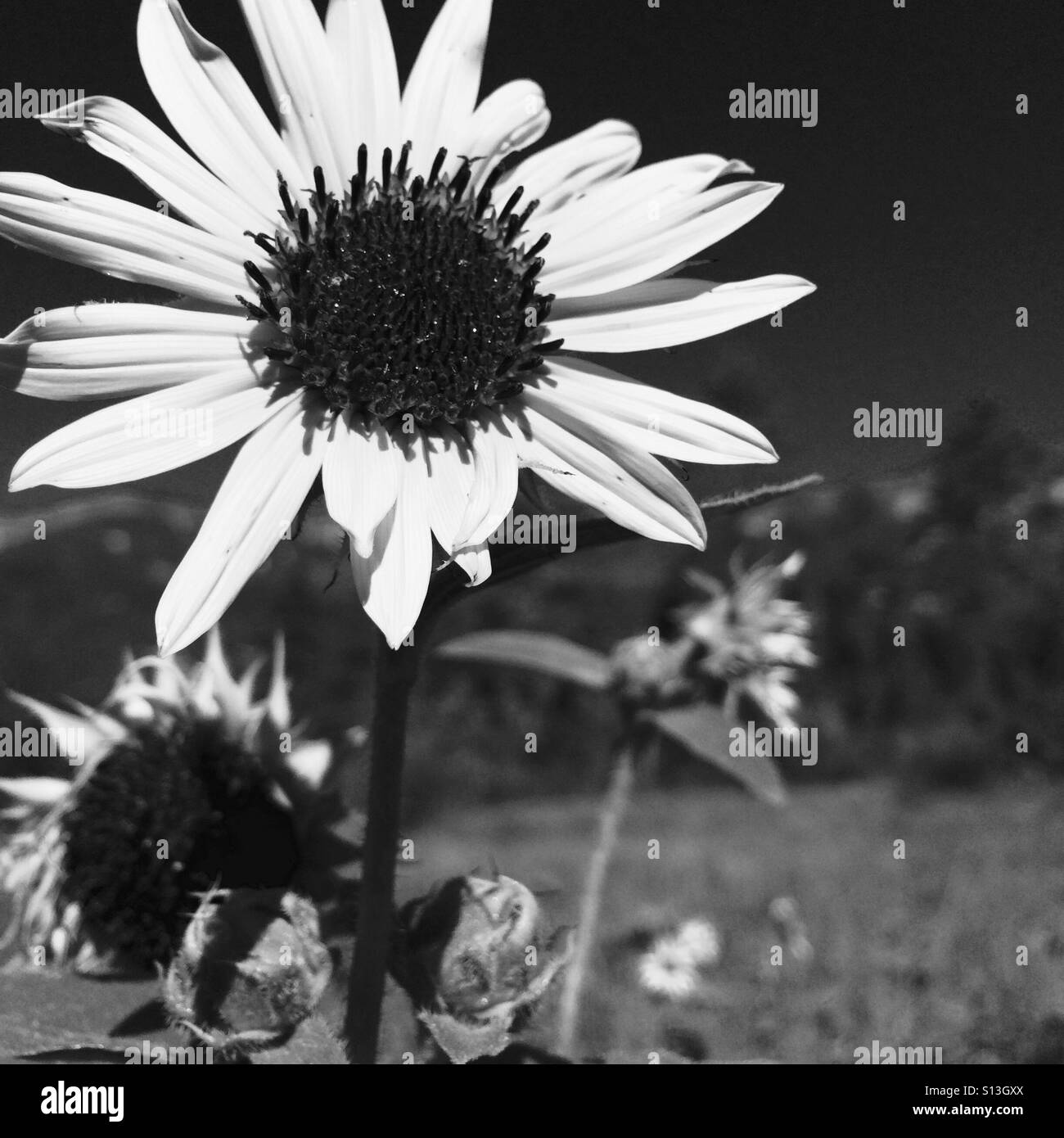 A Blackeyed Susan faces the morning sun Stock Photo Alamy