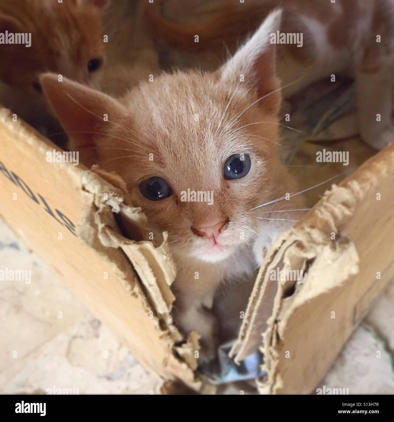 Kittens a box hires stock photography and images Alamy