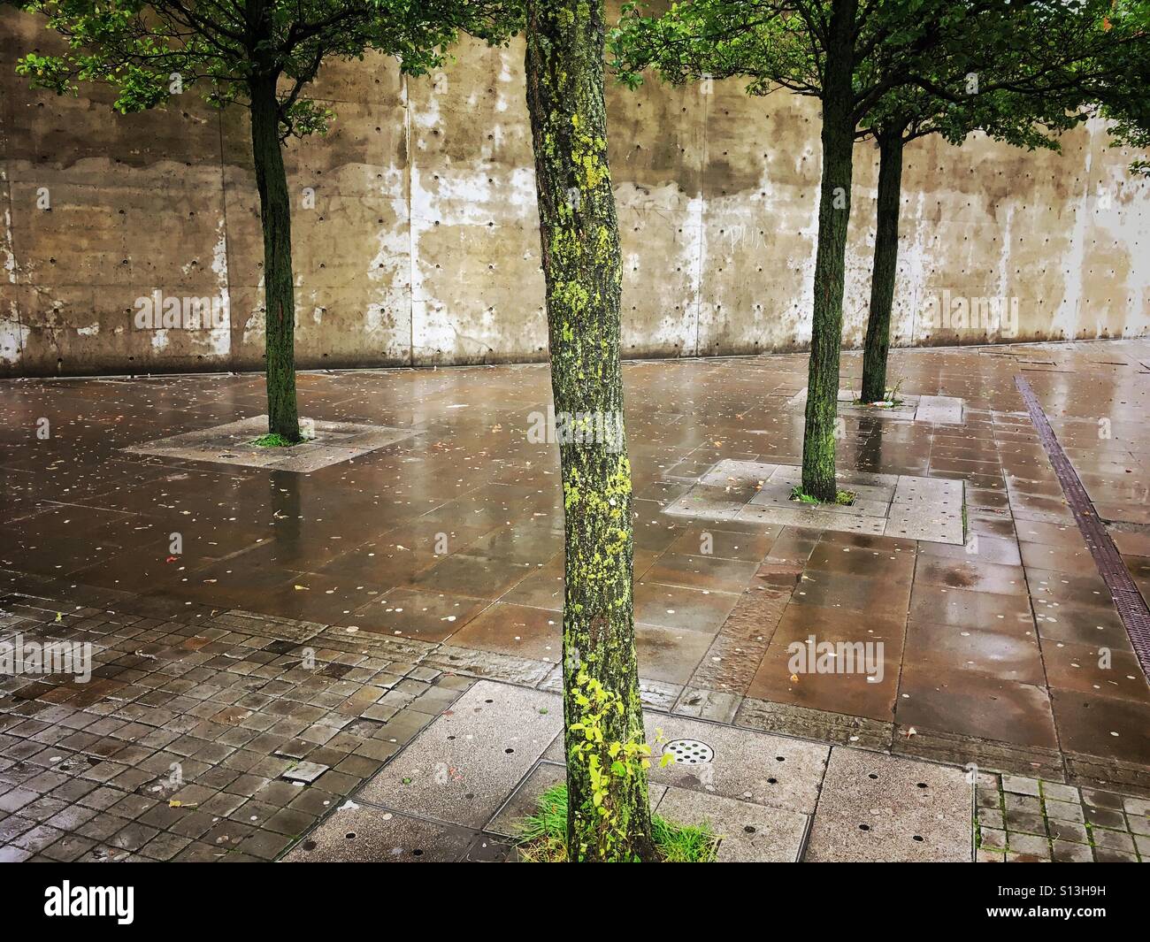 Lost trees in concrete jungle - Smartphone Captured Stock Image