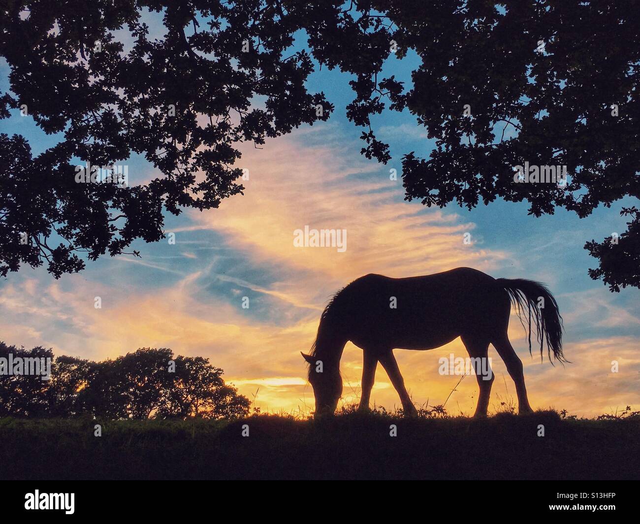 Horse in silhouette framed by trees grazing at sunset Stock Photo