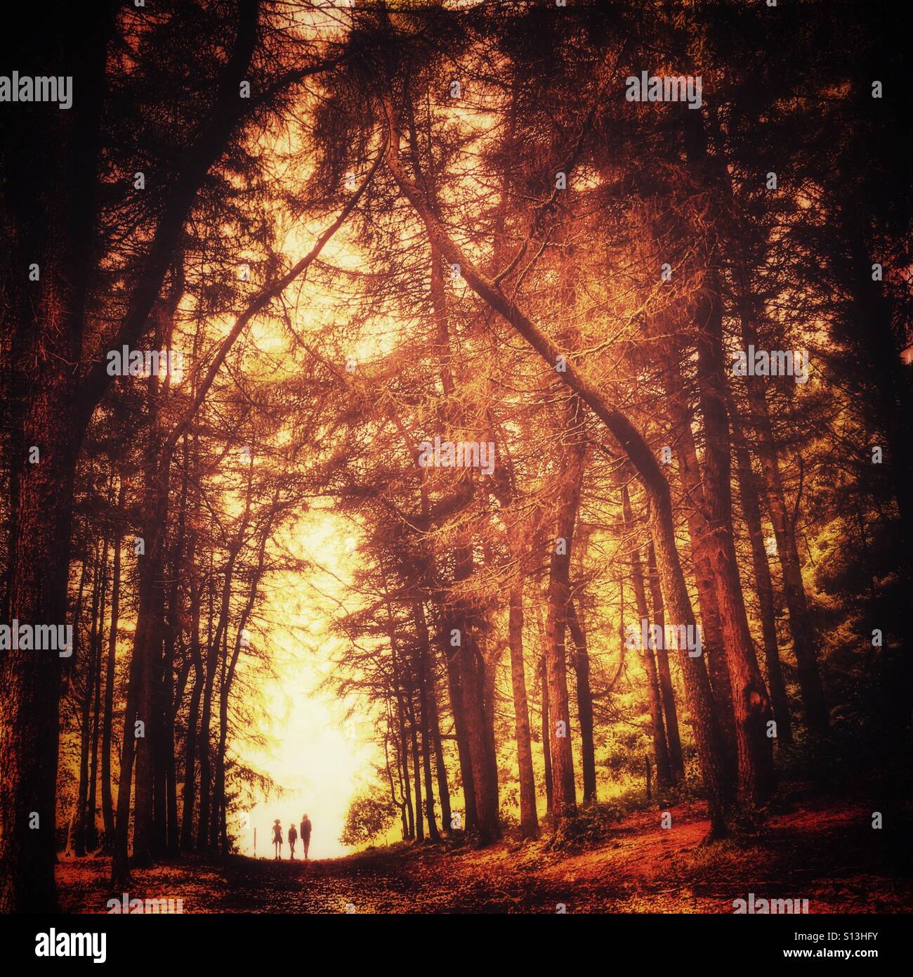 Three people backlit walking down Larch Avenue at Beacon Fell country park in Lancashire - Smartphone Captured Stock Image