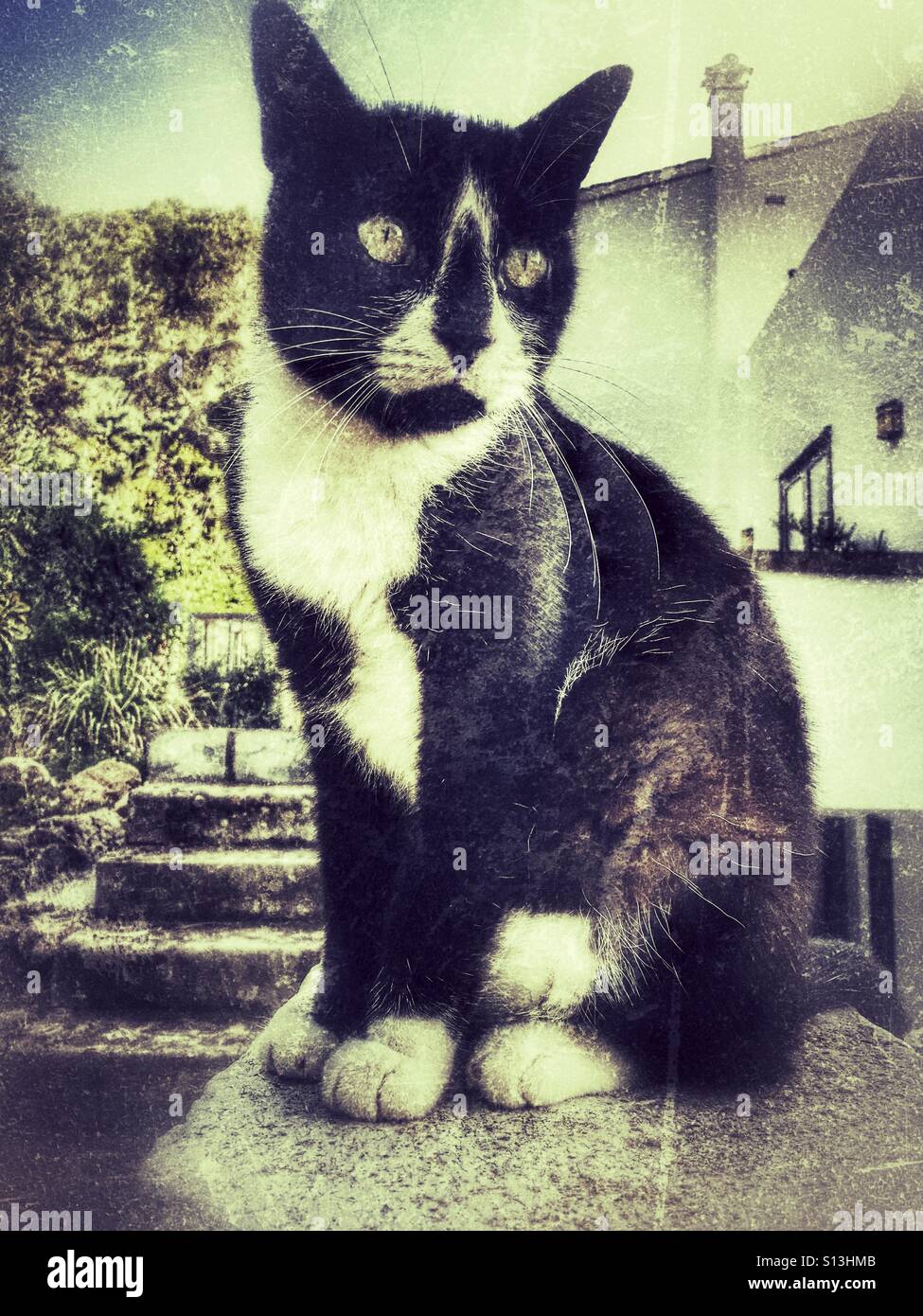 Black & white cat, sitting outdoors - Smartphone Captured Stock Image