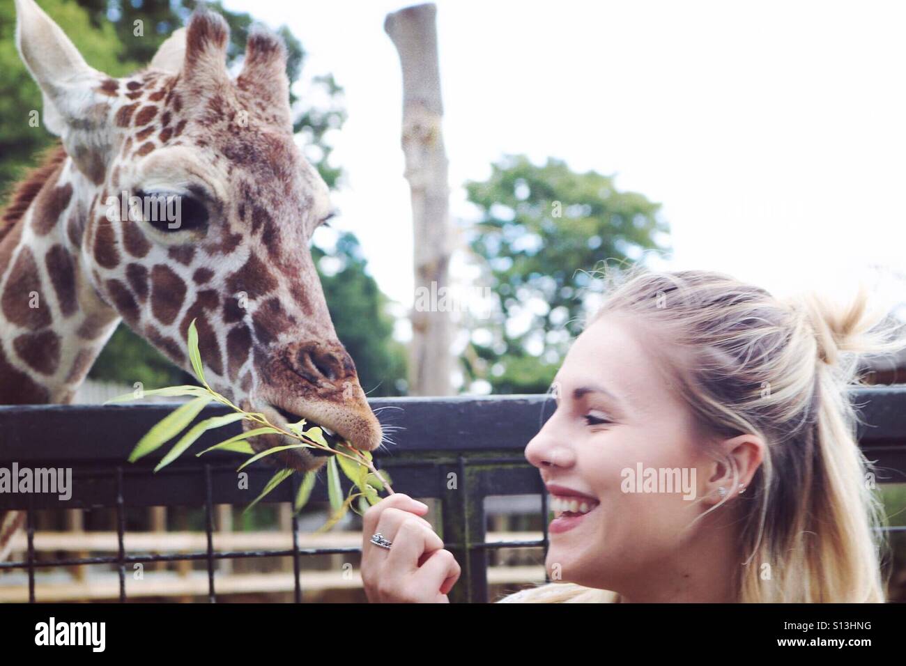 Feeding Baby Giraffe Stock Photo Alamy