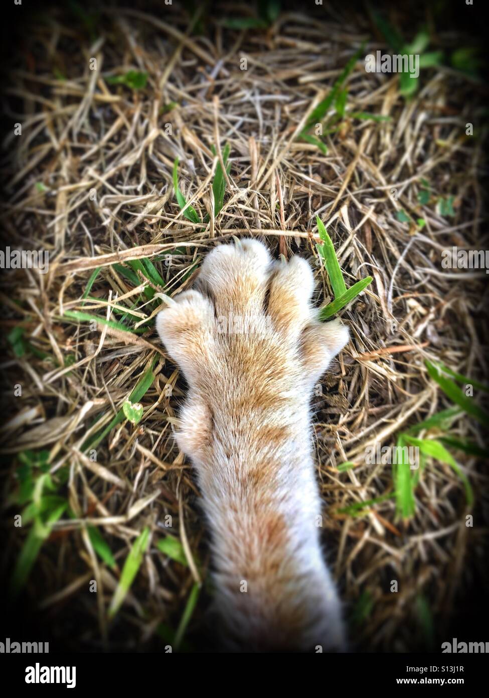 Cat's paw. - Smartphone Captured Stock Image