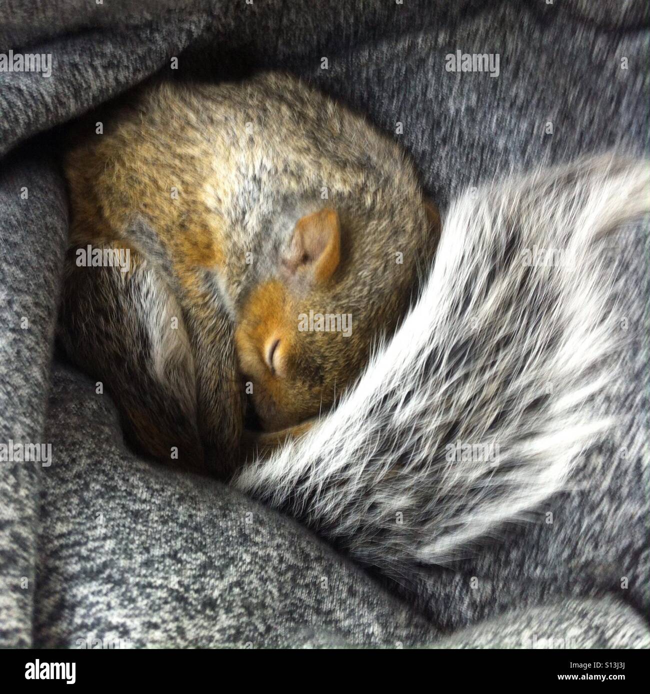 Squirrel sleep hires stock photography and images Alamy