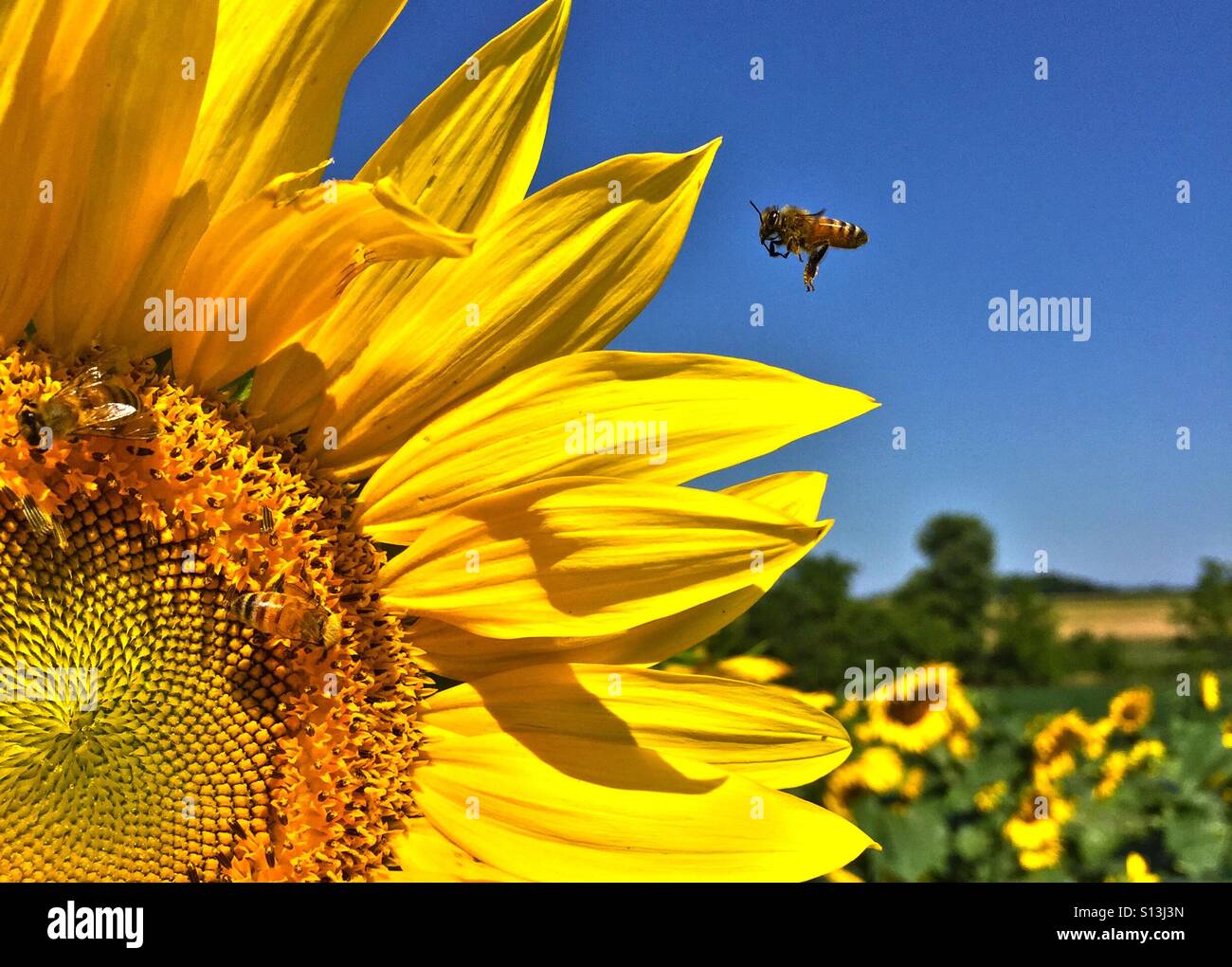 Coming in for a landing - Smartphone Captured Stock Image