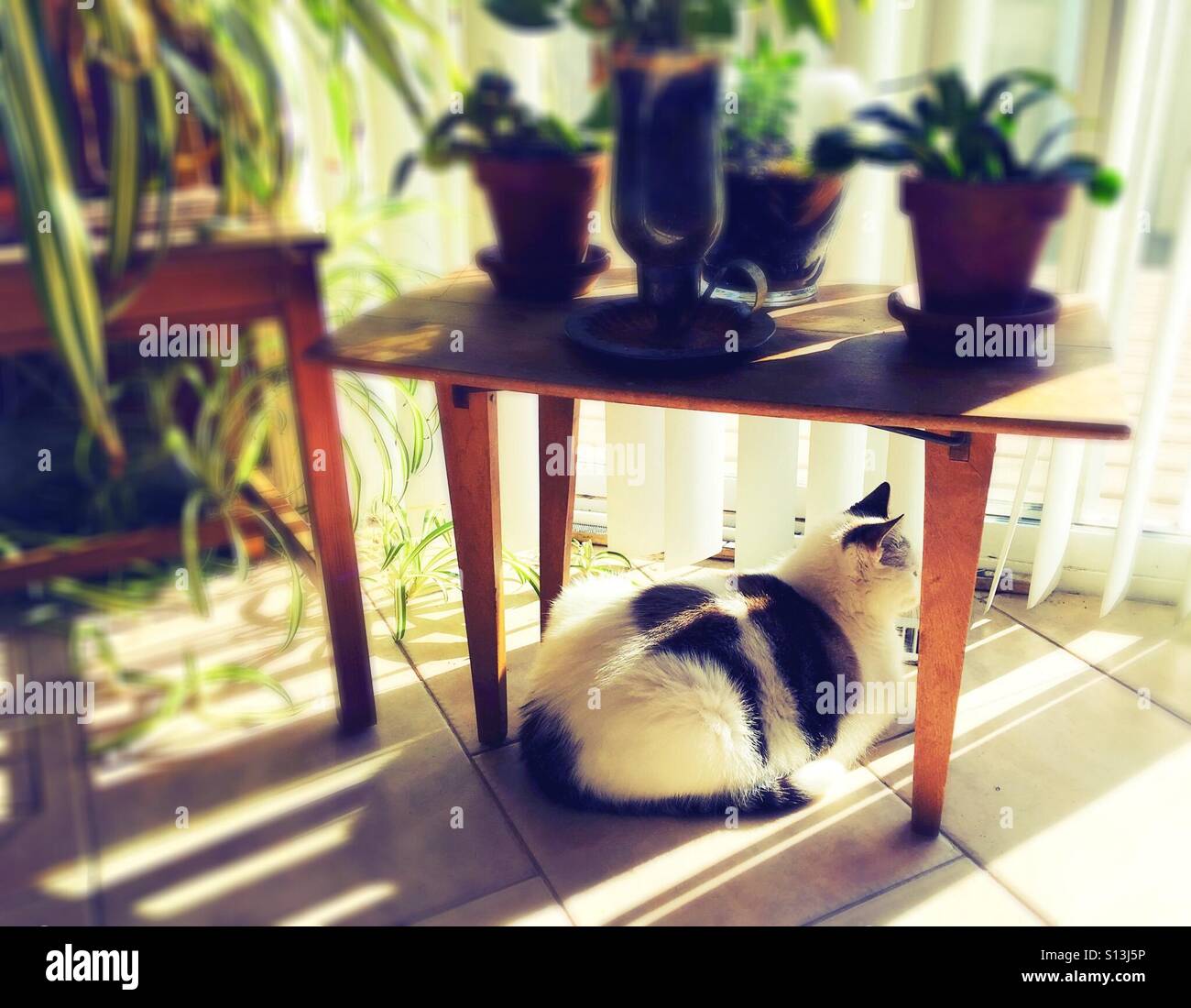 Cat under the table hires stock photography and images Alamy